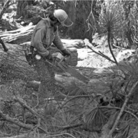 California, Sierras Logger 6