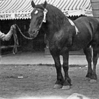 Union County Horse Show 2