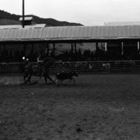 1981 Rodeo, Calf Roping 11