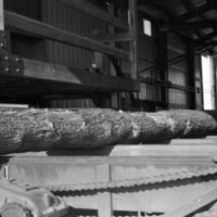 1980 Log Plant 15