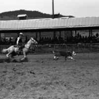 1981 Rodeo, Calf Roping 06