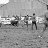 1983 Springfest, Rodeo, Cow Milking 01