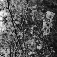 1986 Flowers 02
