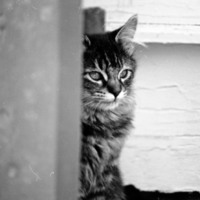 1985 Kittens 01