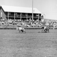 1970 Rodeo, Bulldogging 02
