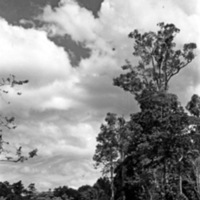 Dobodura Trees
