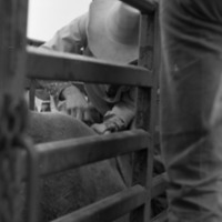 1981 Rodeo, Cowboys in Chute 07