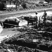 Leyte, Carabao in Mud