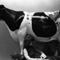 1984 Halloween Decoration, Cow 02