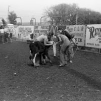1981 Rodeo, Calf Dressing 03