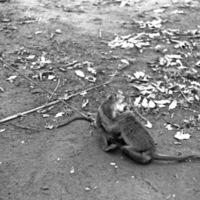 A monkey, named Jocko, sitting on the ground facing another monkey.  They are grappling or hugging one another.