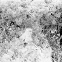 1978 Snowy Owl