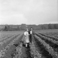 Farm, Daffodils 7