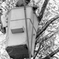 1988 Employee, Tree Trimming 04