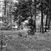 Wallowa Lake, Elk 5
