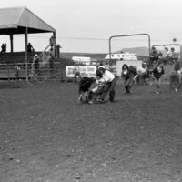 1981 Rodeo, Calf Dressing 02