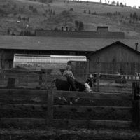 1981 Rodeo, Bull Riding Practice