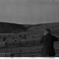 1989 Livestock, Cattle 03