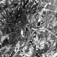 1982 Field Trip, Outdoors 01