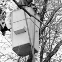 1988 Employee, Tree Trimming 02