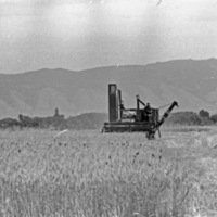Island City, Wheat Combining 4