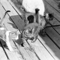 1985 Kittens 08