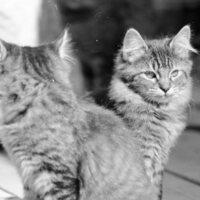 1985 Kittens 07