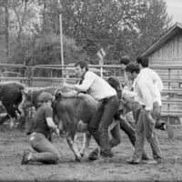 1984 Rodeo, Cow Milking