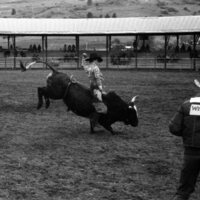 1984 Rodeo Club, Bull Riding 04