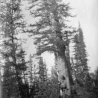Oregon, Trees 2