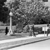 1974 Campus, Save a Tree 03