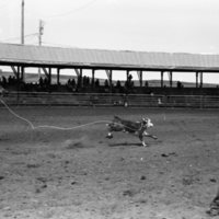1981 Rodeo, Calf Roping 08