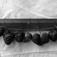 Cove, Strawberries
