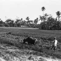 Leyte, Carabao Plowing