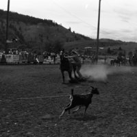 1981 Rodeo, Goat Roping 07