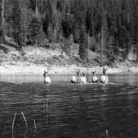 Wallowa Lake, Elk 3