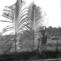 Dobodura Natives Digging