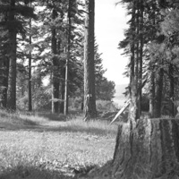 Reuter Group-NN, Stump