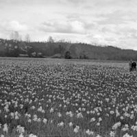 Farm, Daffodils 4