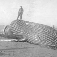 North Beach, Beached Whale 2