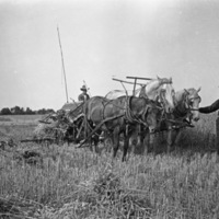 Farm, Binder Operation 3