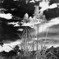 Art, Kunai Grass Heads