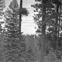 Oregon, Trees 6