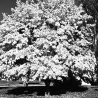 1977 Campus Tree 6
