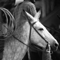 1981 Mule Rodeo, Roping Pairs 04