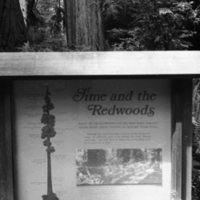 1980 Redwoods 07