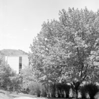 1968 Campus Trees 01