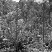 Dobodura Jungle 2