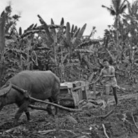 Leyte, Mud Sled