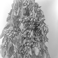 Cove, Cherry Fair Cherries 2